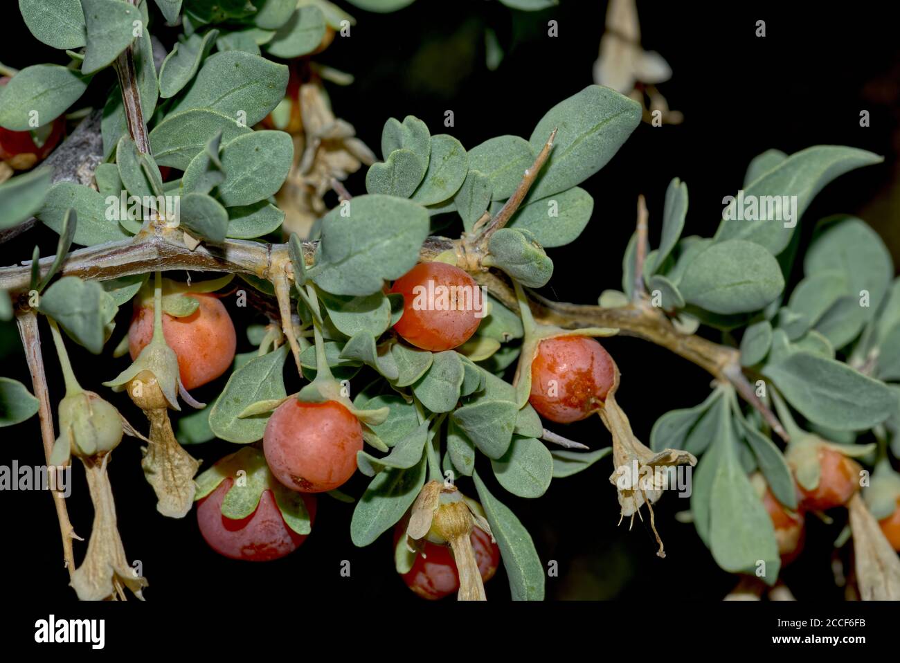 Fruit de la Wolfberry, Lycium andersonii. Originaire de l'Arizona, cet arbuste à fruits du désert était un aliment de base pour les Indiens anciens. Il est élevé en vita Banque D'Images