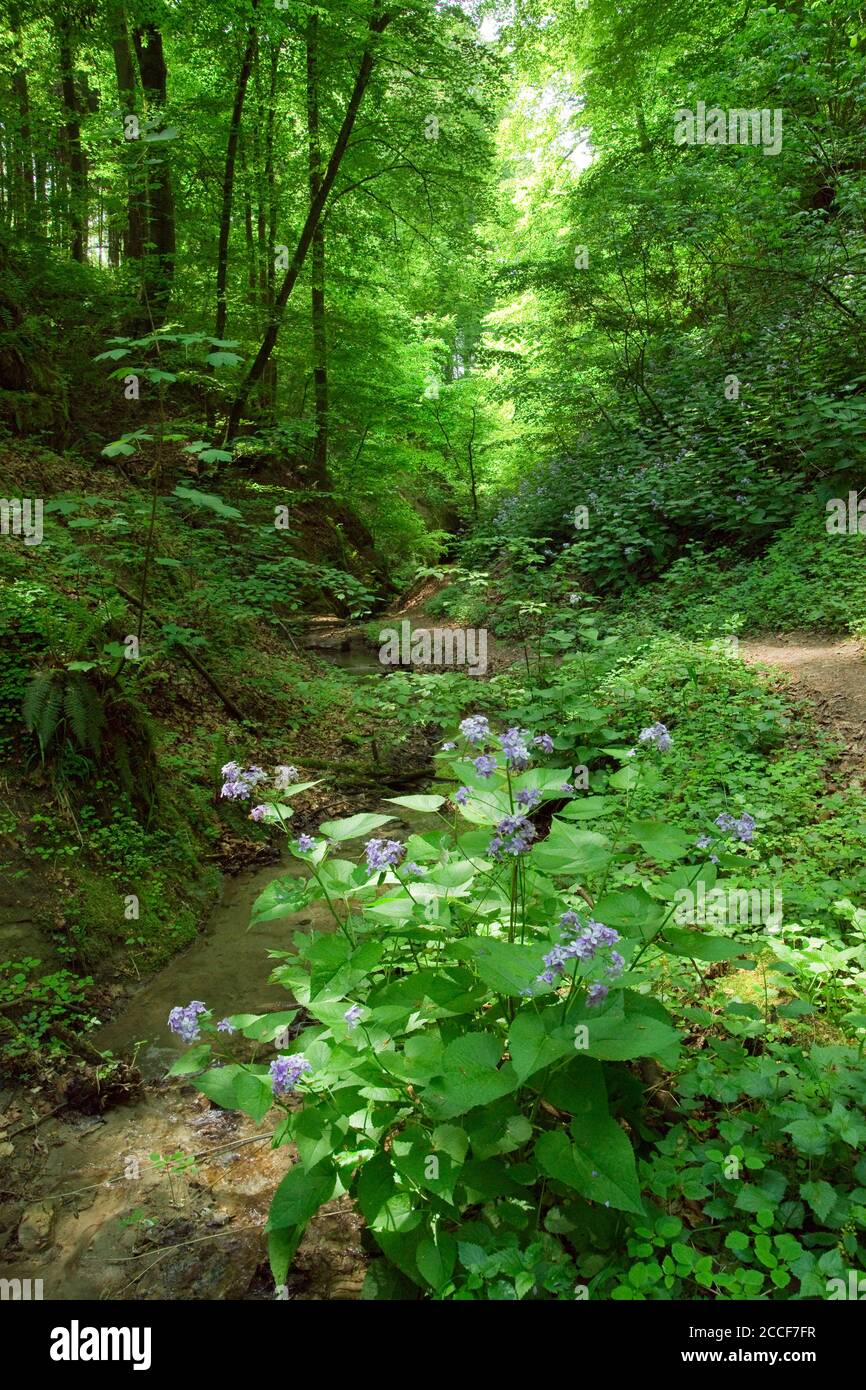 Allemagne, Bade-Wurtemberg, Überlingen-Hödingen, persistent Silver Leaf, Lunaria rediviva, sur la Tobelbach dans le Hödinger Tobel. Banque D'Images