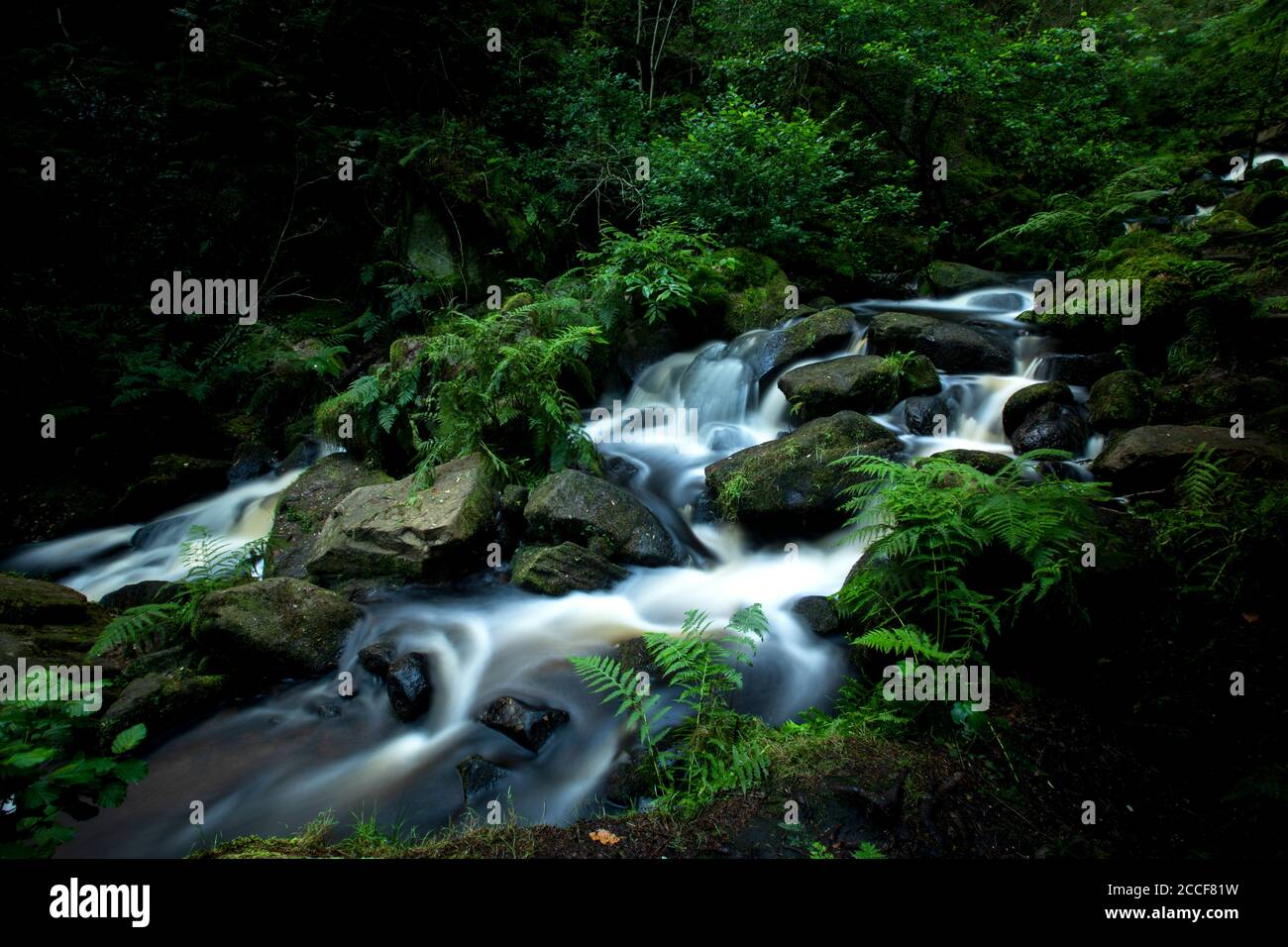 Des eaux cristallines traversent la réserve naturelle de Wyming Brook Banque D'Images