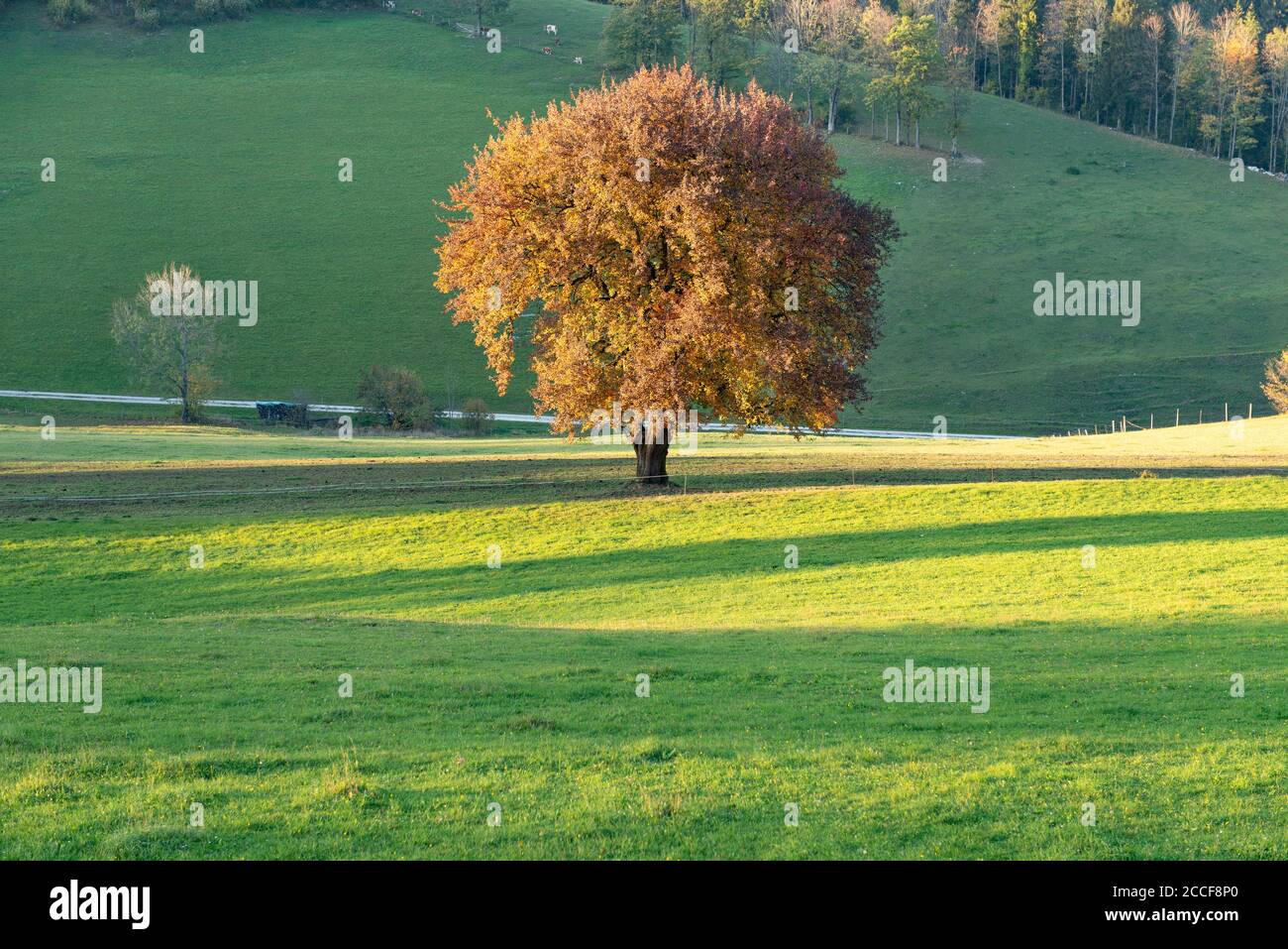 Paysage de prairie avec sunbeam, lumière du soir, arbre d'automne orange au soleil, prairie verte, Basse-Autriche, Banque D'Images