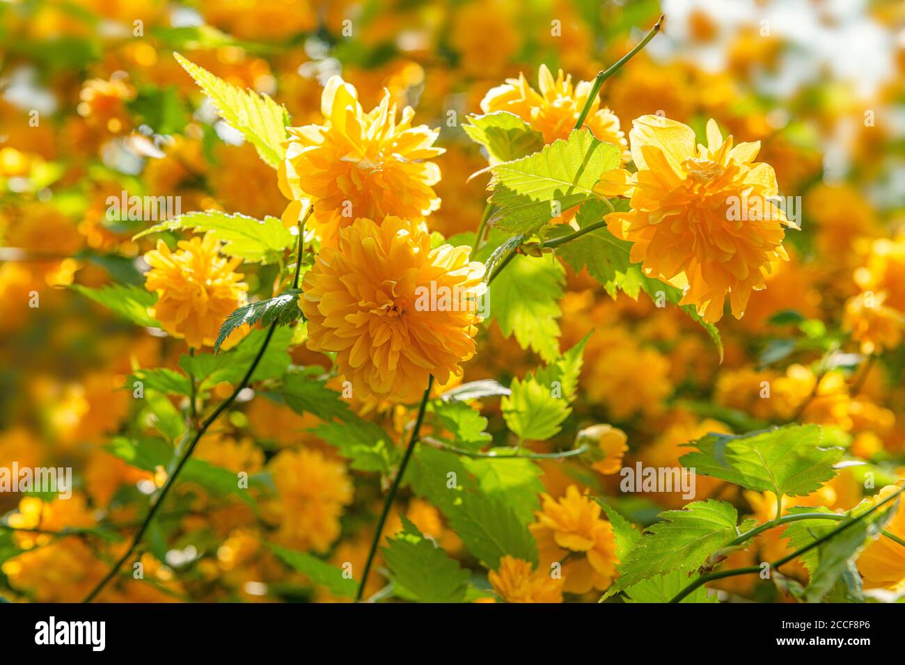 Ranunculus, Hérbe doré japonais, Kerria japonica Pleniflora, famille des roses, plante ornementale Banque D'Images