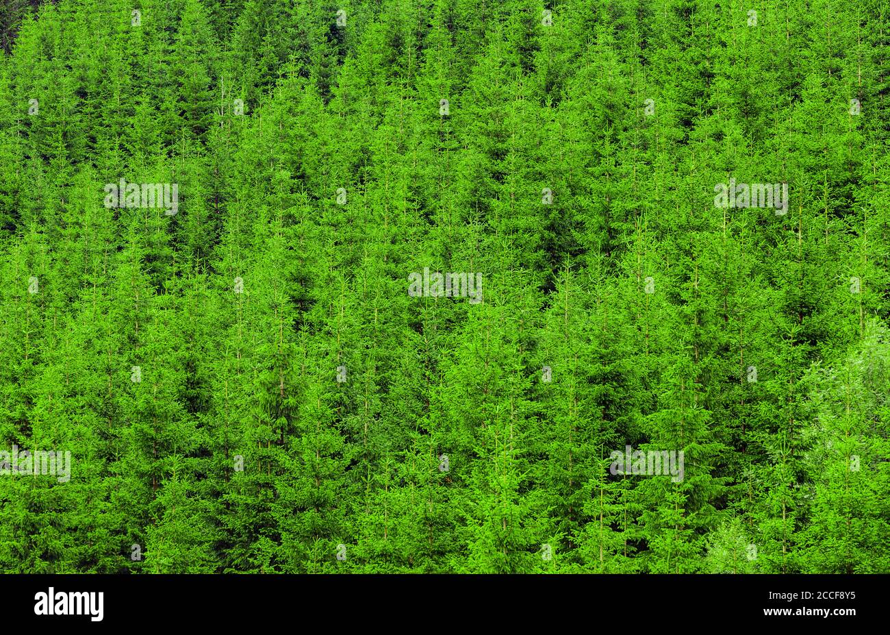 Jeune forêt de conifères verts faite de sapins Banque D'Images