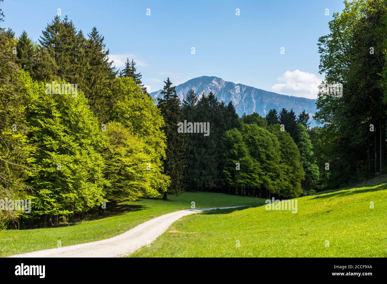 Allemagne, Bavière, chemin forestier dans les contreforts alpins près de Walchensee Banque D'Images