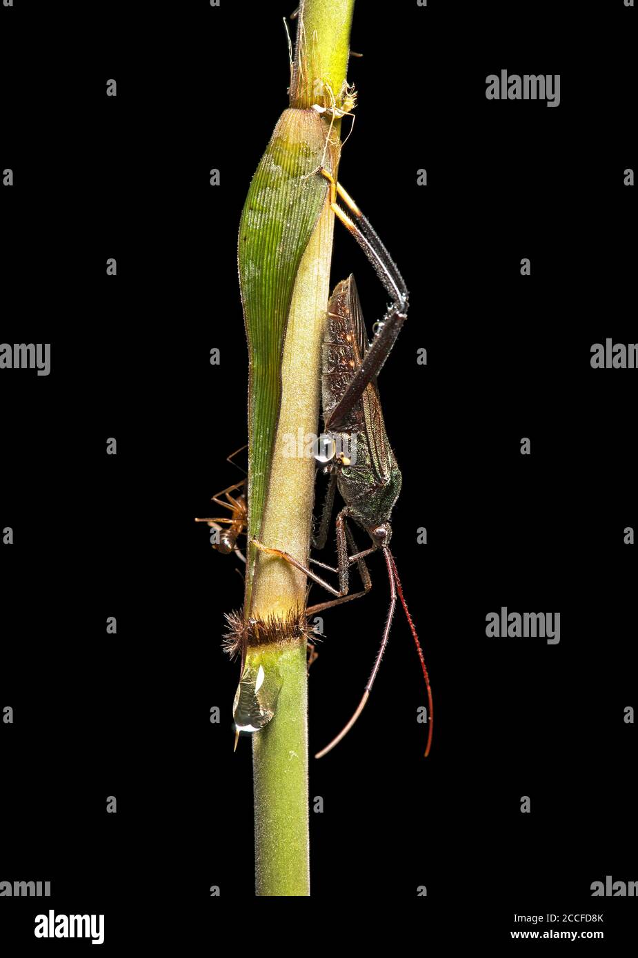 Insectes à la recherche de sécrétions de nectaires assis sur des tiges de plantes, zone de conservation de la vallée de Danum, Sabah, Bornéo, Malaisie Banque D'Images