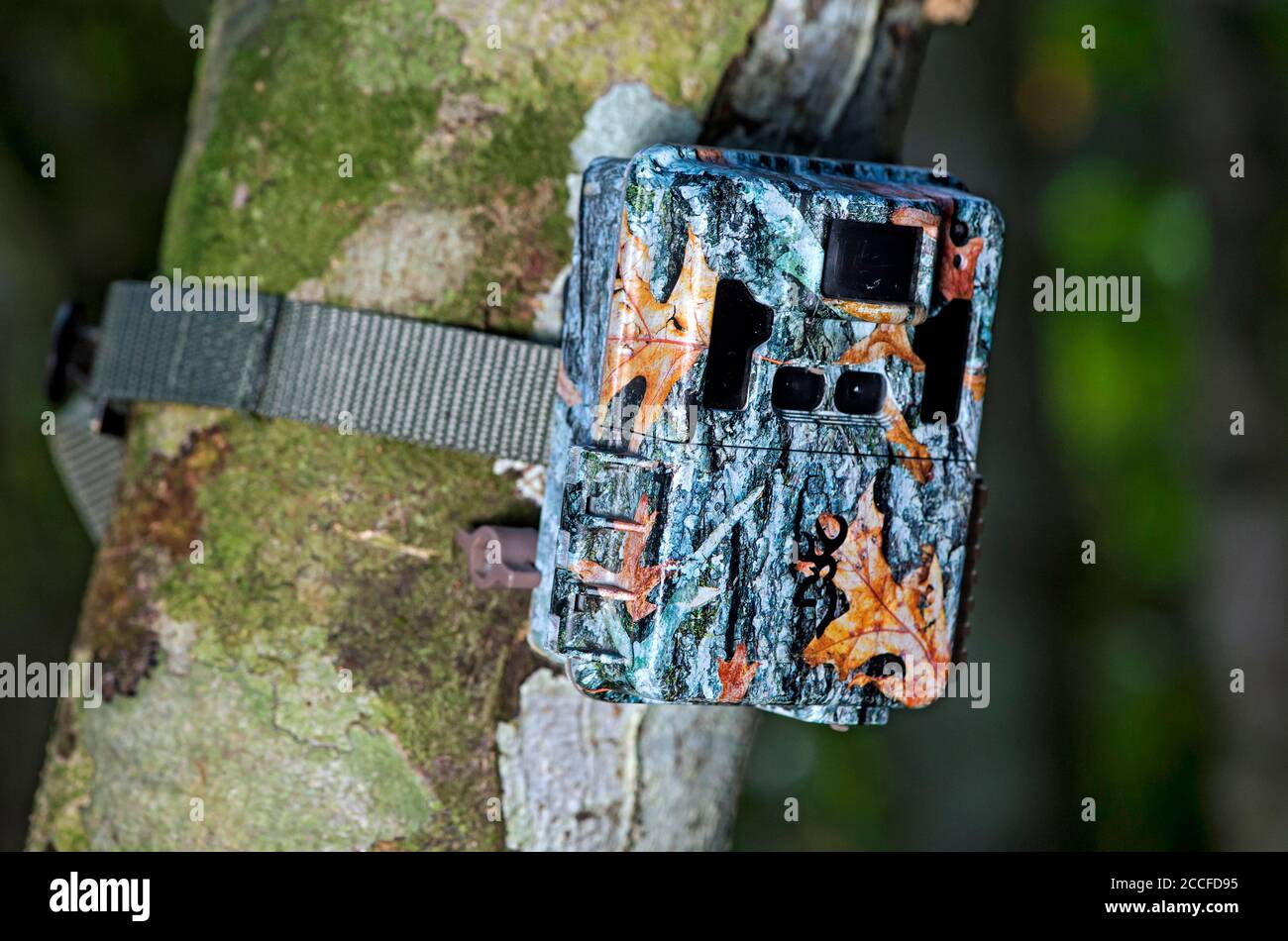 Piège à caméra pour capturer la faune, zone de conservation de la vallée de Danum, Sabah, Bornéo, Malaisie Banque D'Images