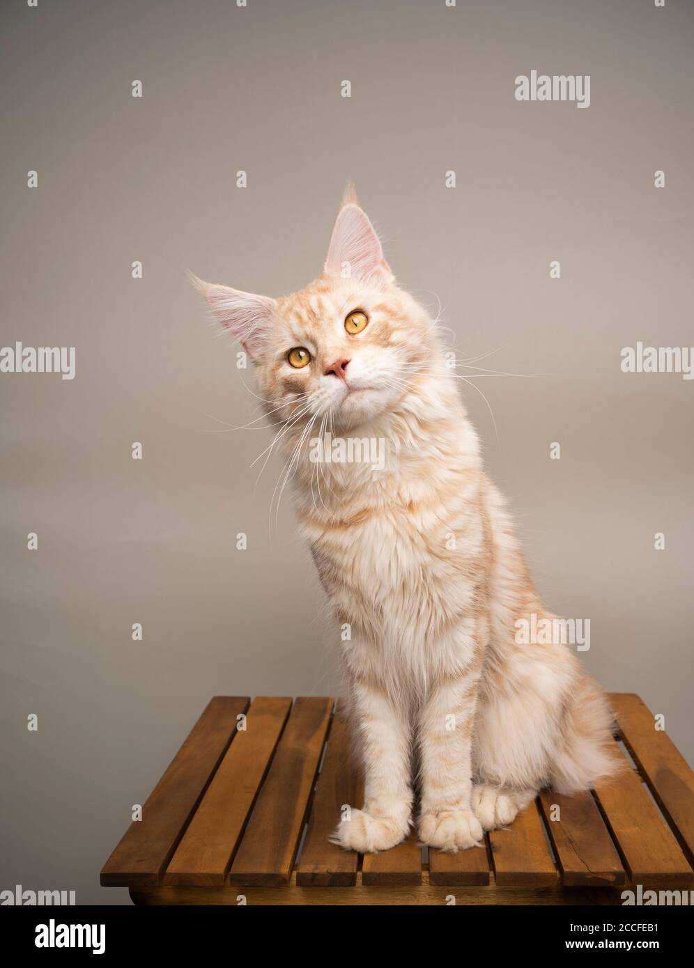 curious argent crème tabby maine coon chat assis sur le bois tête inclinable de la table en face de l'arrière-plan beige avec copie espace Banque D'Images