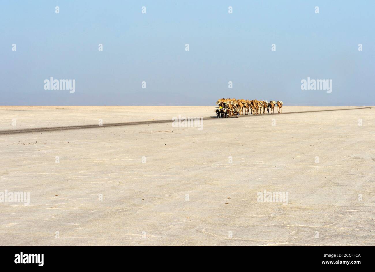 La caravane dromadaire transporte des plaques de sel de roche (halite) à travers le lac de sel d'Assale (lac Assale), dépression de Danakil, région d'Afar, Éthiopie Banque D'Images