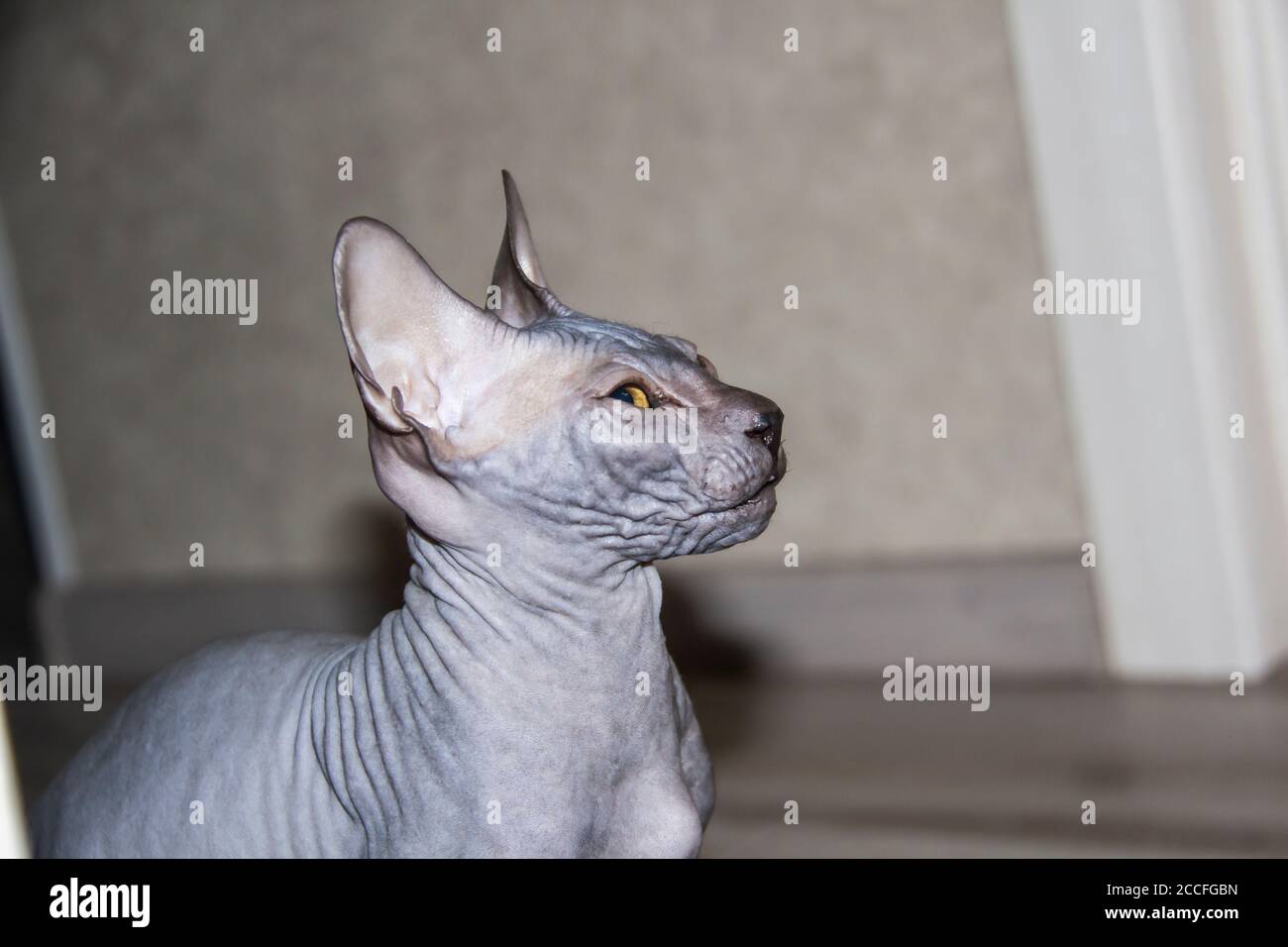 Chaton gris sphynx sans poils, chat anti-allergène, animal regardant quelque part vers le haut. Beau chat avec une peau sans poils. Banque D'Images