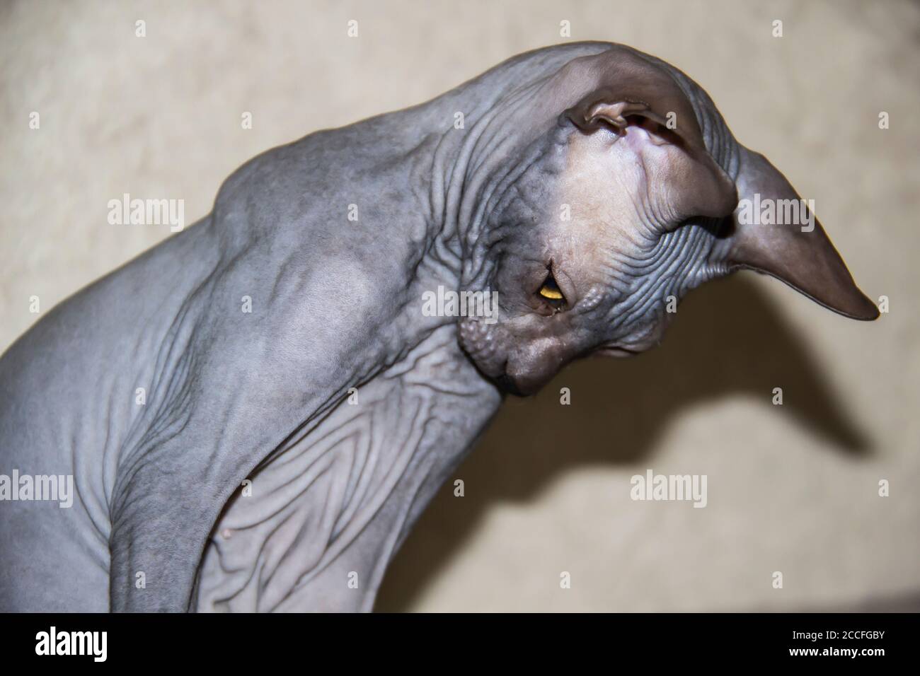 Chaton Gris Sphynx Sans Poils Chat Anti Allergene Animal Regardant Quelque Part Vers Le Bas Beau Chat Avec Une Peau Sans Poils Photo Stock Alamy