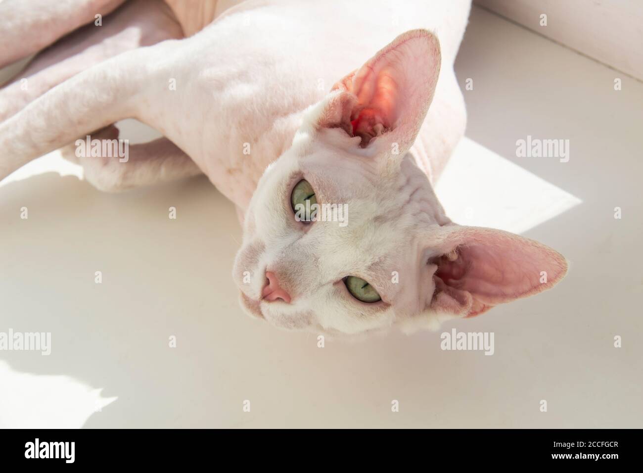 Chat sans poils Sphynx, chat hypoallergénique, lays pour animaux. Magnifique chat avec une peau sans poils sur l'appareil photo. Banque D'Images