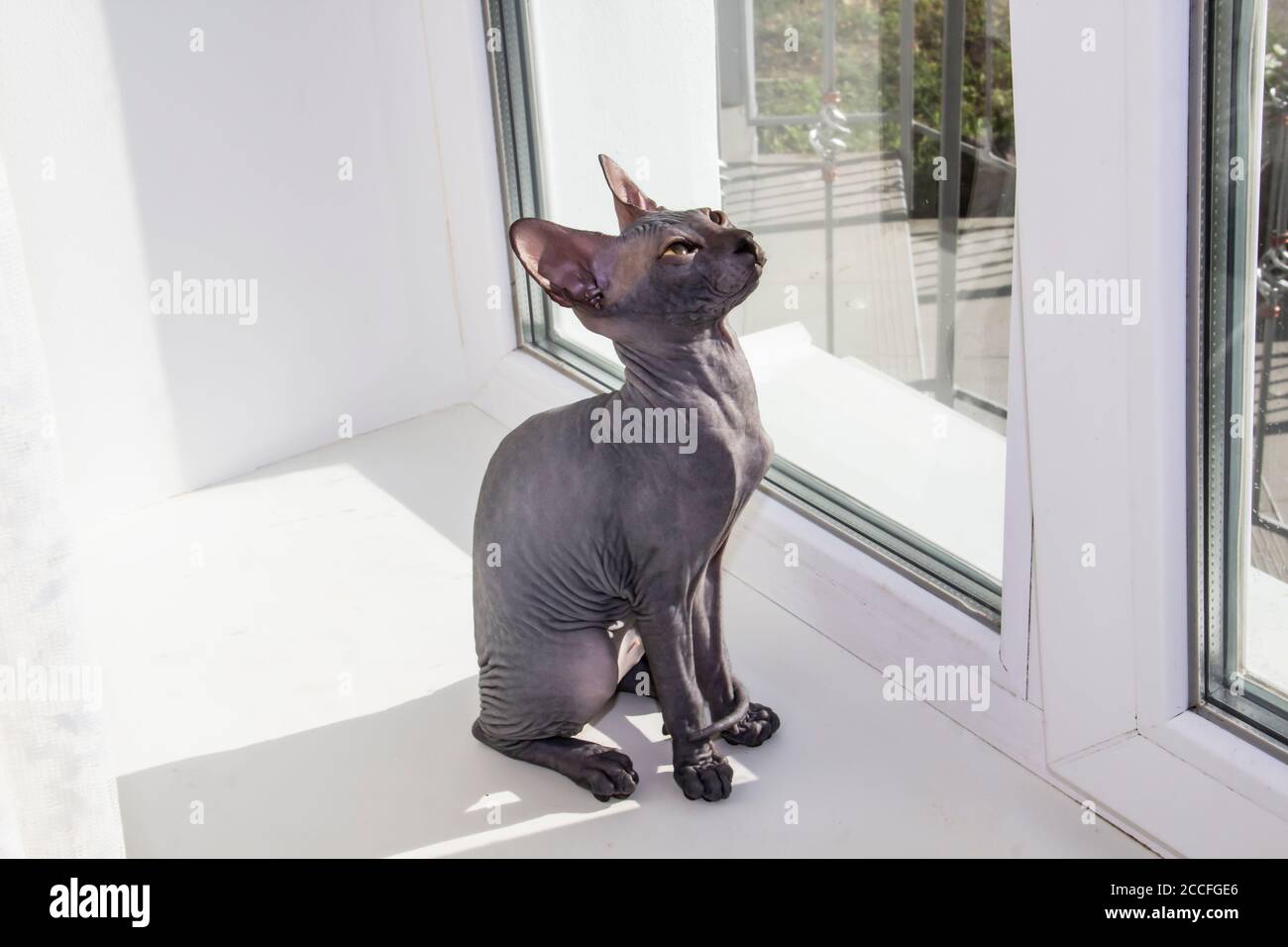 Chaton gris sphynx sans poils, chat hypoallergénique, animal assis sur la fenêtre. Beau petit chat avec une peau sans poils. Banque D'Images