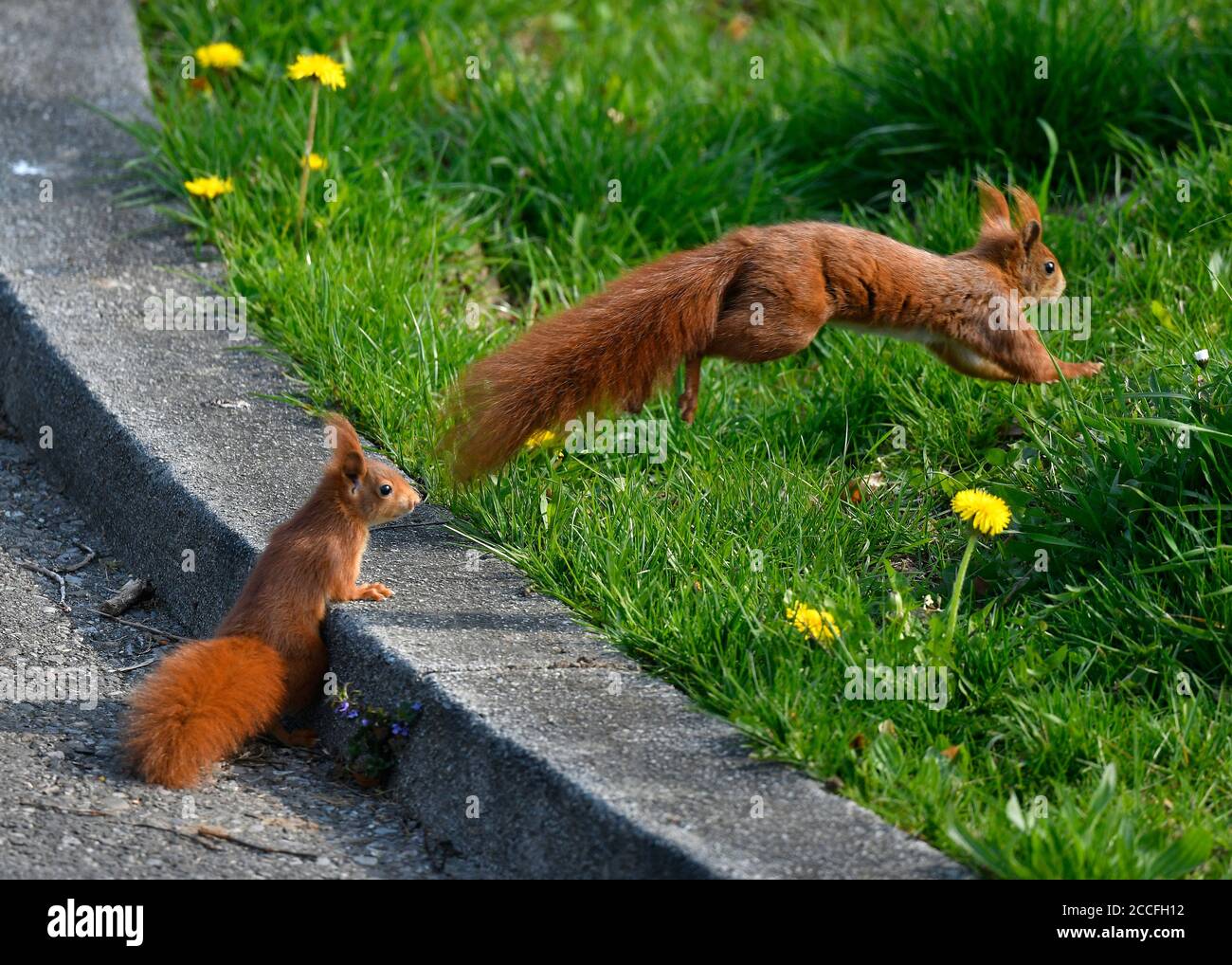 Écureuil roux européen (Sciurus vulgaris), mère de cub, Stuttgart, Bade-Wurtemberg, Allemagne Banque D'Images