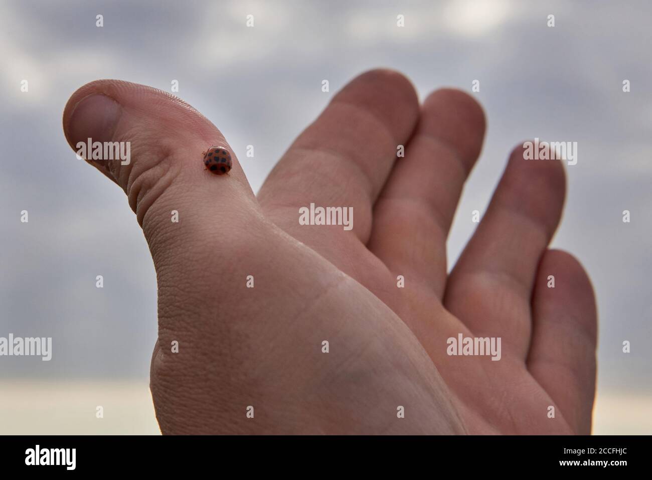 Petit coccinelle assise sur la main d'un homme contre le ciel. Banque D'Images