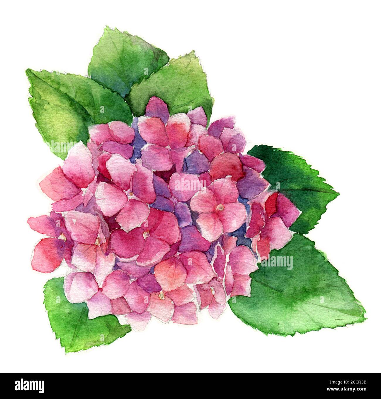 Aquarelle d'été avec Hydrangea en fleur rose, Aquarelle botanique naturelle hortensia Illustration isolée sur un chemin de travail blanc d'isolement Banque D'Images
