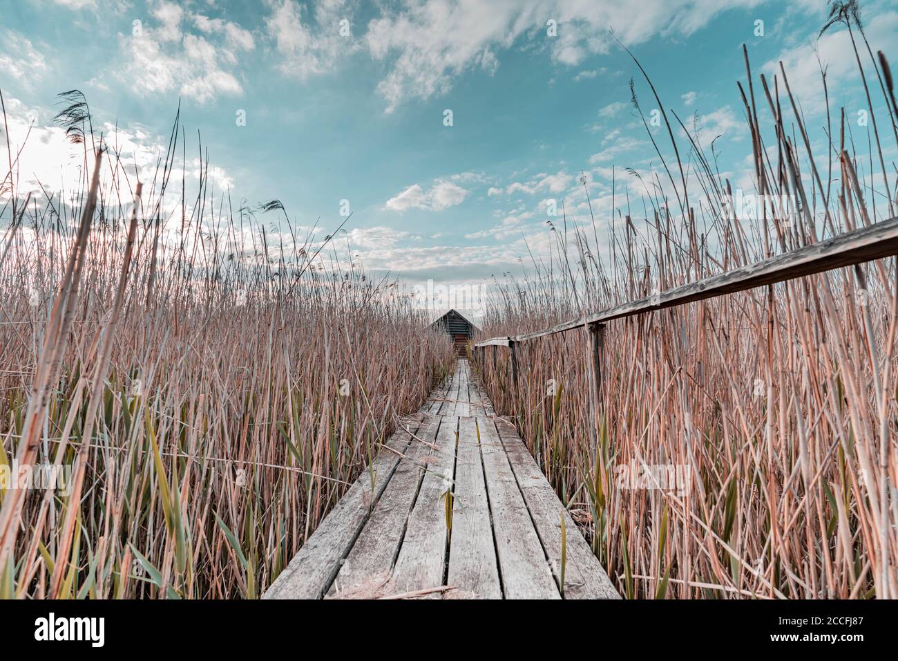 Boathouse, Federsee, Federseesteg, Bad Buchau, Bade-Wurtemberg, Allemagne, Europe Banque D'Images