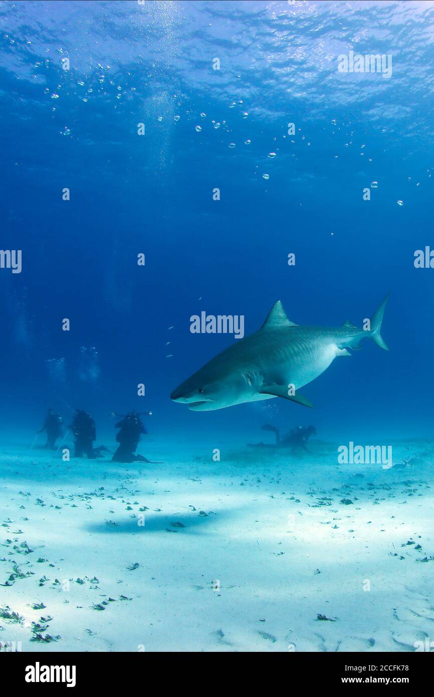 Requin tigre entre la surface et le fond de sable, avec les divers à l'arrière. Tiger Beach, Bahamas Banque D'Images