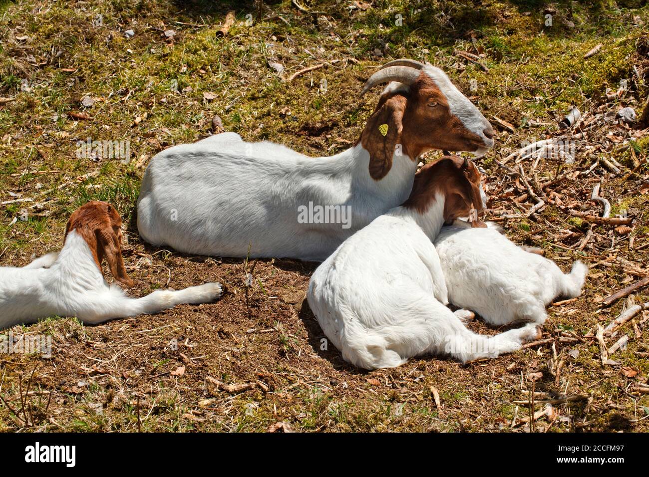 Les chèvres Boer sont des chèvres de viande pure pour l'auto-restauration Banque D'Images