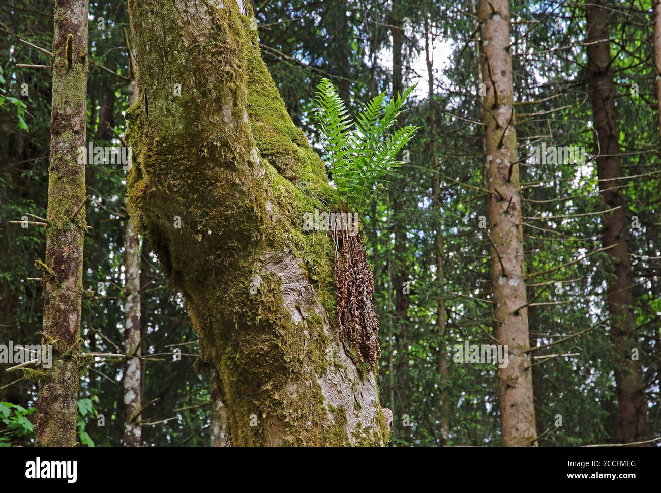 Herbe de Fern sur tronc d'arbre, Ramsau BEI Berchtesgaden, Berchtesgadener Land, haute-Bavière, Bavière, Allemagne Banque D'Images