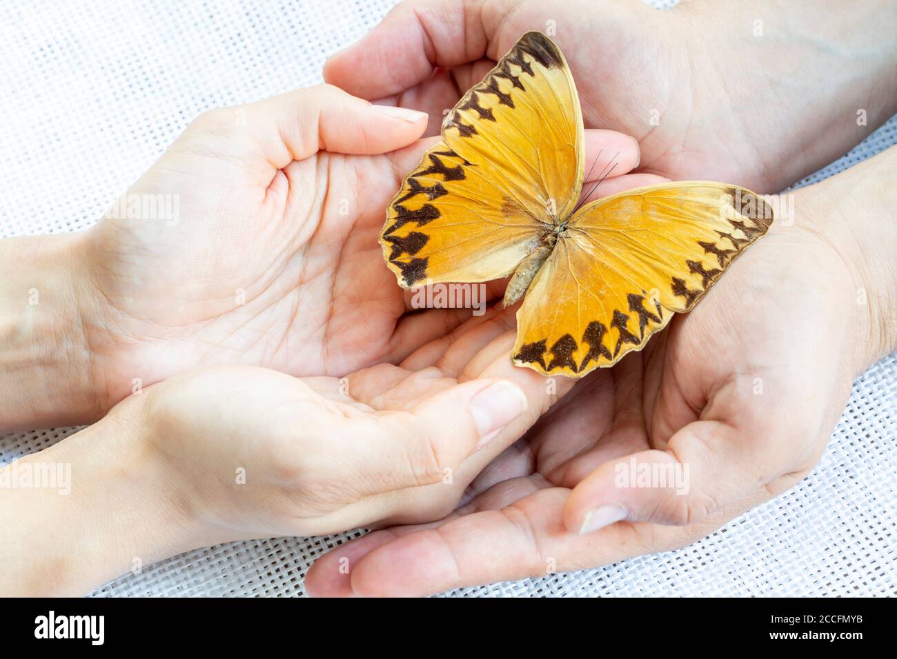 Concept de don, mains et papillon Banque D'Images