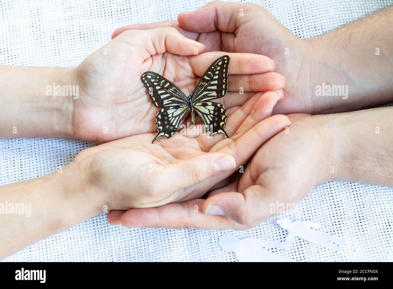 Concept de don, mains et papillon Banque D'Images