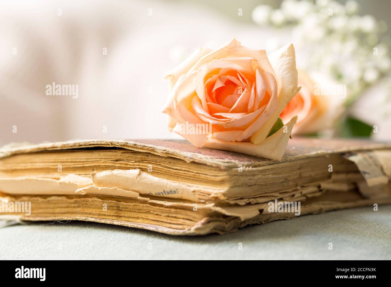 Vieux livre et Rose Rose Banque D'Images