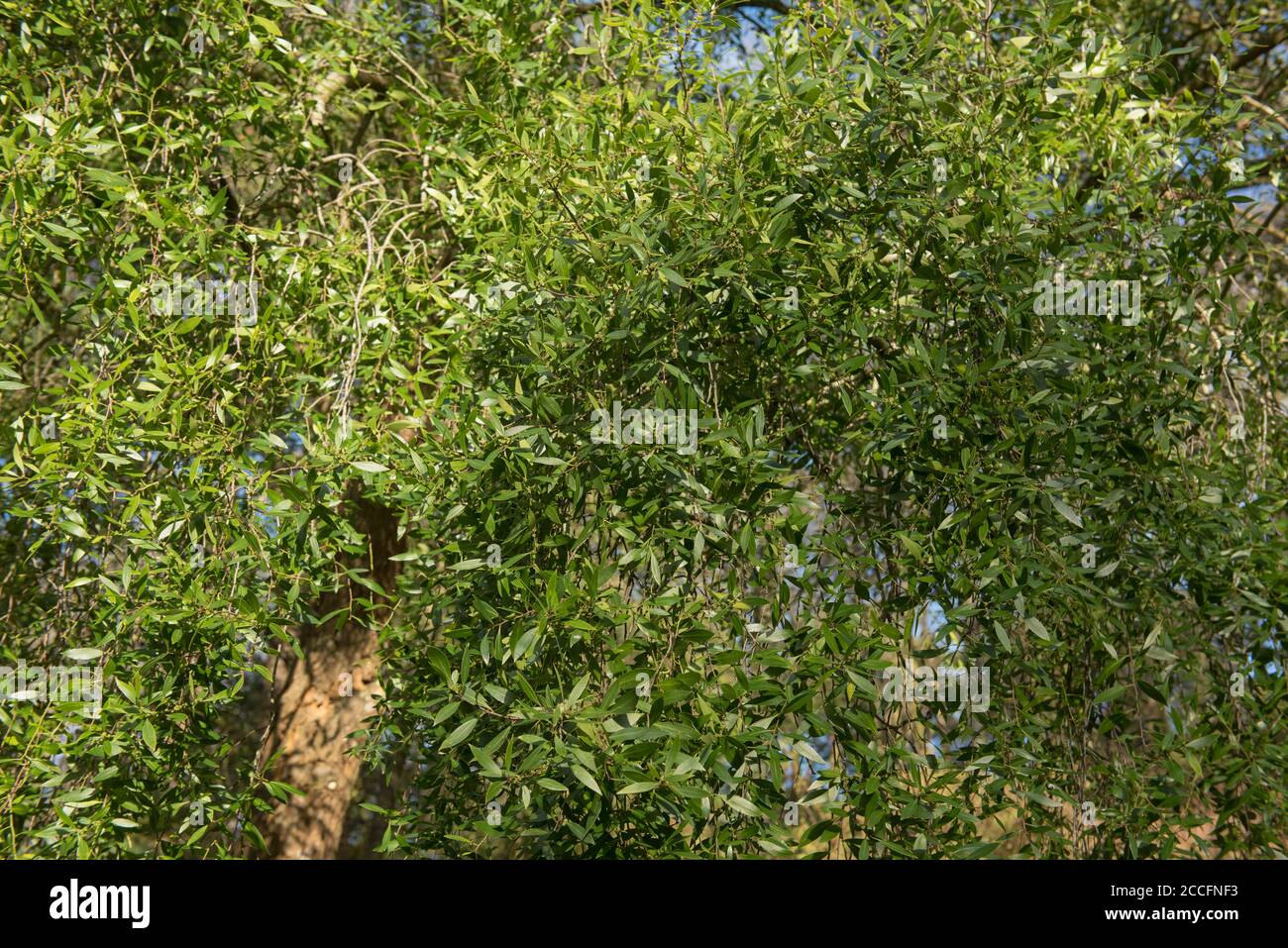 Feuillage vert de l'Evergreen Mayten chilien ou Maiten Tree (Maytenus boaria) dans un jardin boisé du Devon rural, Angleterre, Royaume-Uni Banque D'Images