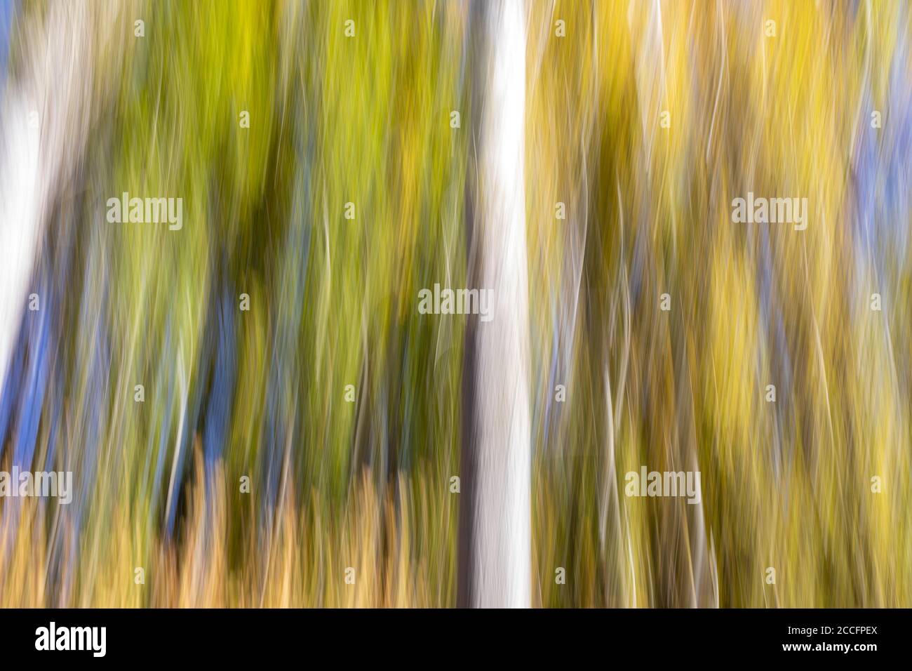 forêt abstraite , flou de mouvement et arrière-plan coloré Banque D'Images