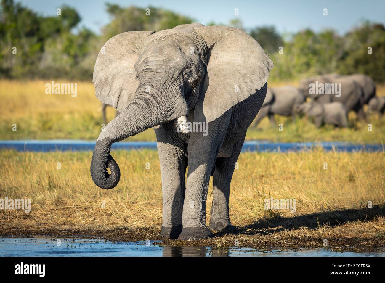 Tête sur le portrait d'une femme qui boit l'éléphant avec le Troupeau marchant en arrière-plan dans Moremi Okavango Delta Botswana Banque D'Images