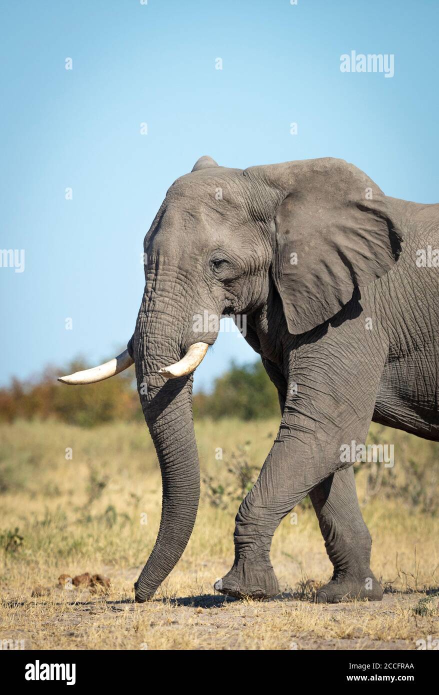 Balade à dos d'éléphant lors d'une belle journée ensoleillée avec ciel bleu En arrière-plan à Savuti au Botswana Banque D'Images