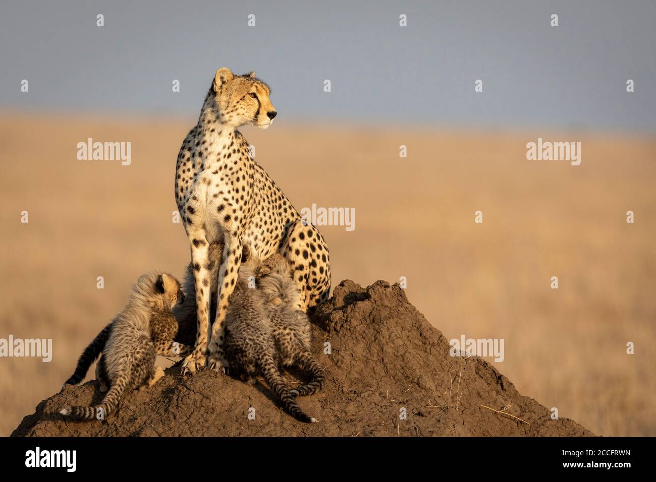 La mère Cheetah et quatre petits tout en s'asseyant Un grand termite monticule dans le soleil doré de l'après-midi à Serengeti Tanzanie Banque D'Images