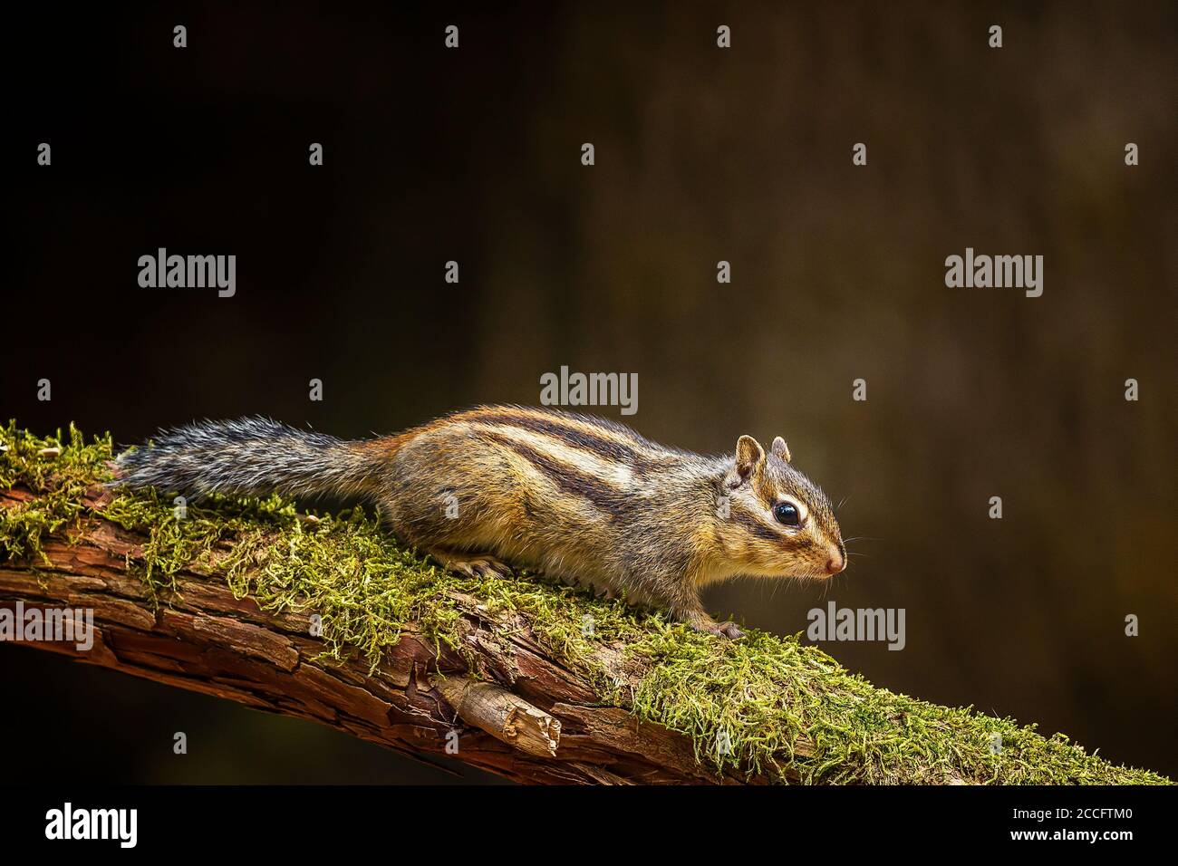 Chipmunk sibérien ou Chipmunk commun (Eutamias sibiricus) Aux pays-Bas en été Banque D'Images