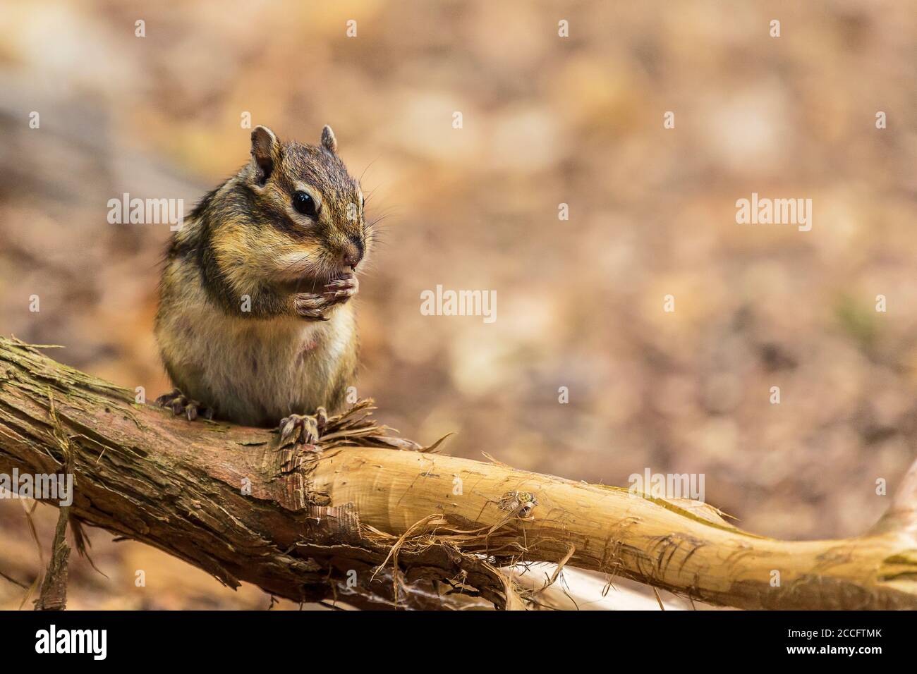 Chipmunk sibérien ou Chipmunk commun (Eutamias sibiricus) Aux pays-Bas en été Banque D'Images