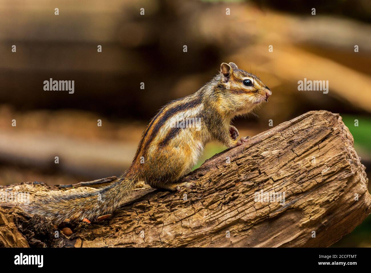 Chipmunk sibérien ou Chipmunk commun (Eutamias sibiricus) Aux pays-Bas en été Banque D'Images