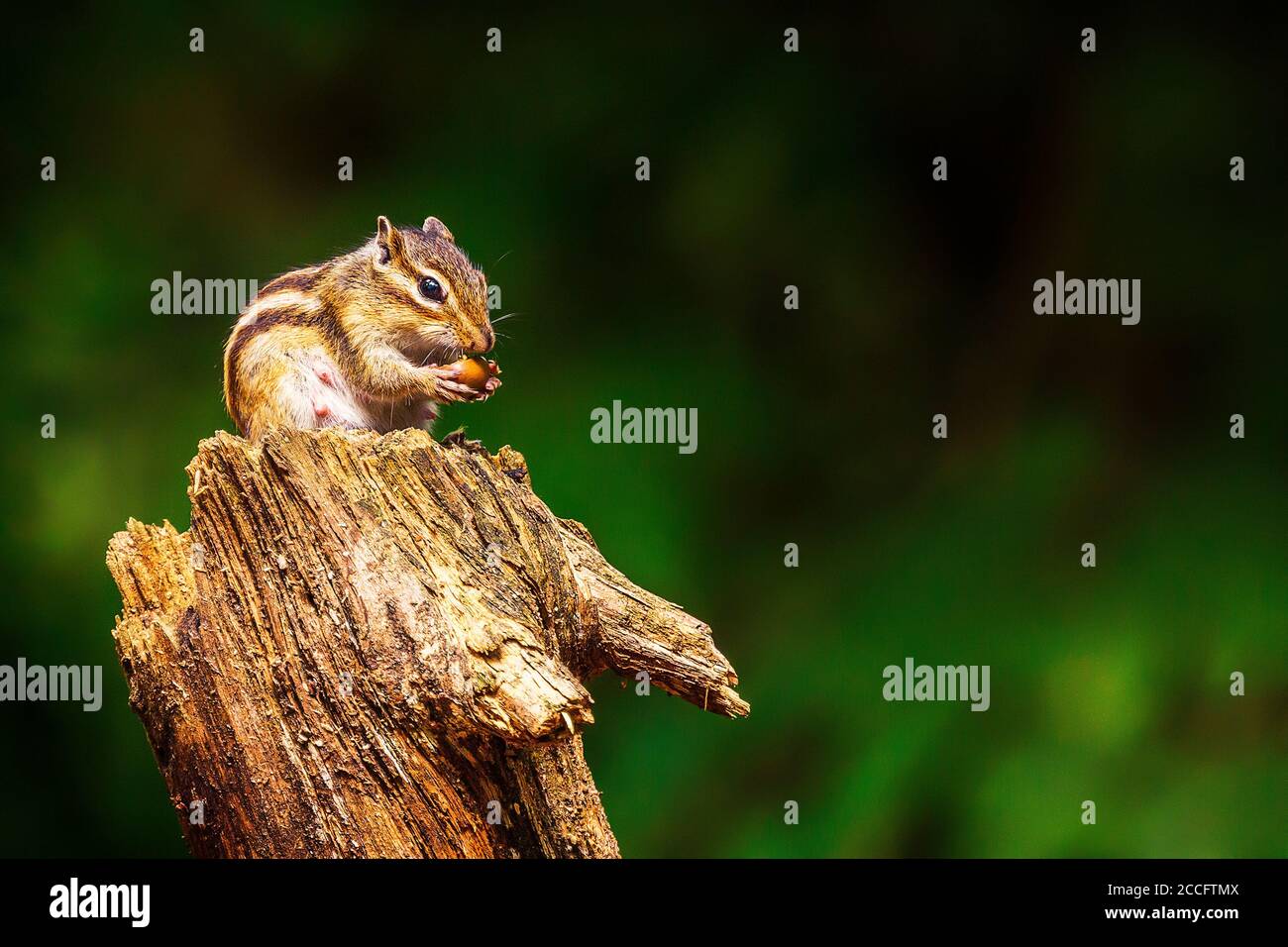 Chipmunk sibérien ou Chipmunk commun (Eutamias sibiricus) Aux pays-Bas en été Banque D'Images