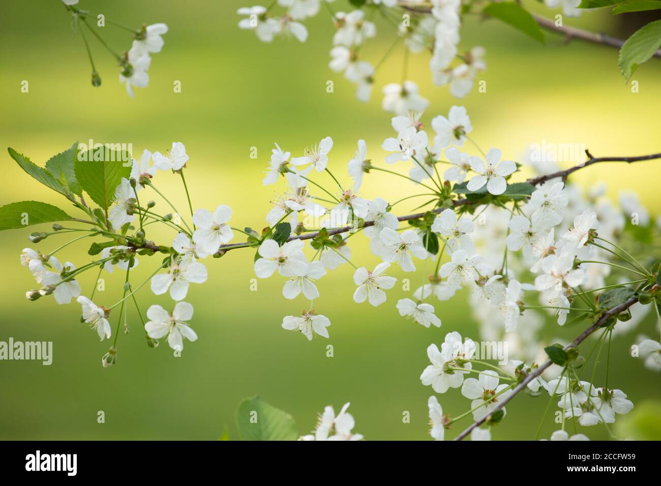 Fleurs de cerisiers en fleurs blanches, fond vert vif, cadre extérieur naturel Banque D'Images