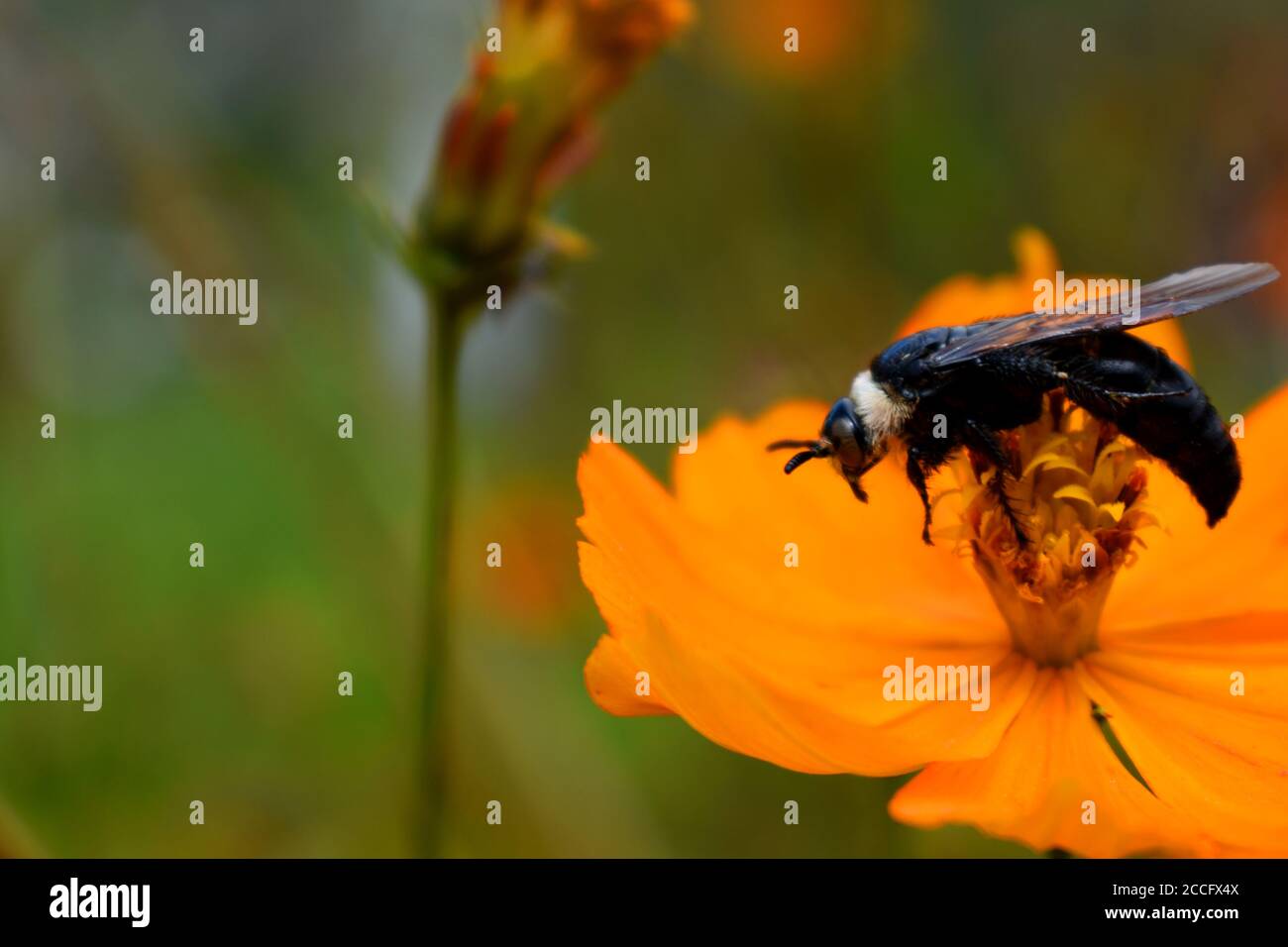 Une guêpe perchée sur une fleur de cosmos. Campsomeriella collaris. Banque D'Images