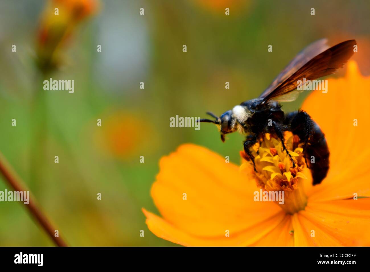 Une abeille minière perchée sur une fleur cosmos. Banque D'Images