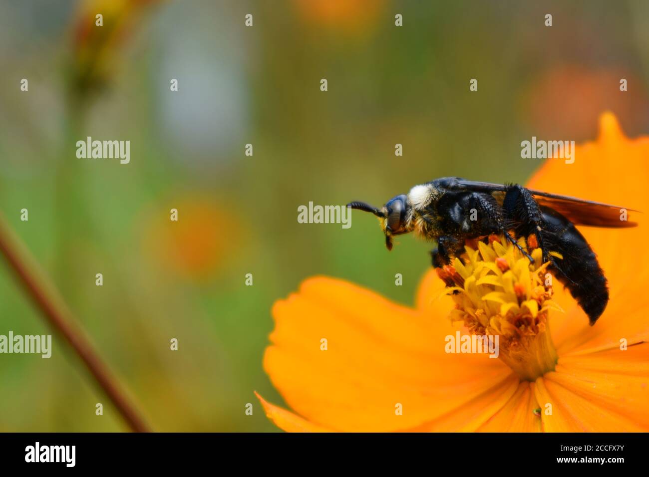 Une guêpe perchée sur une fleur de cosmos. Campsomeriella collaris. Banque D'Images