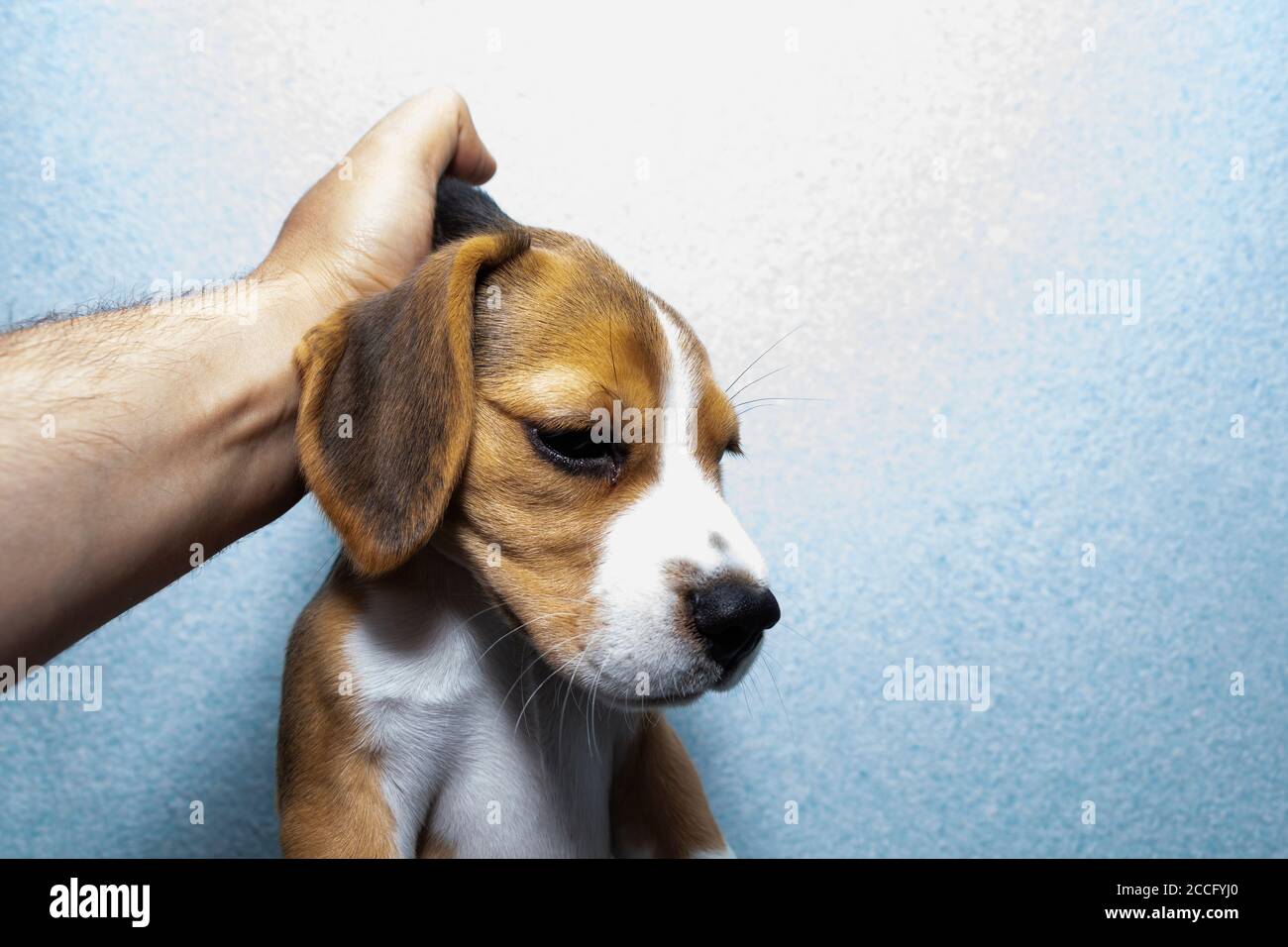 chiot élevé par le fracas du cou, cruauté envers les animaux. Banque D'Images