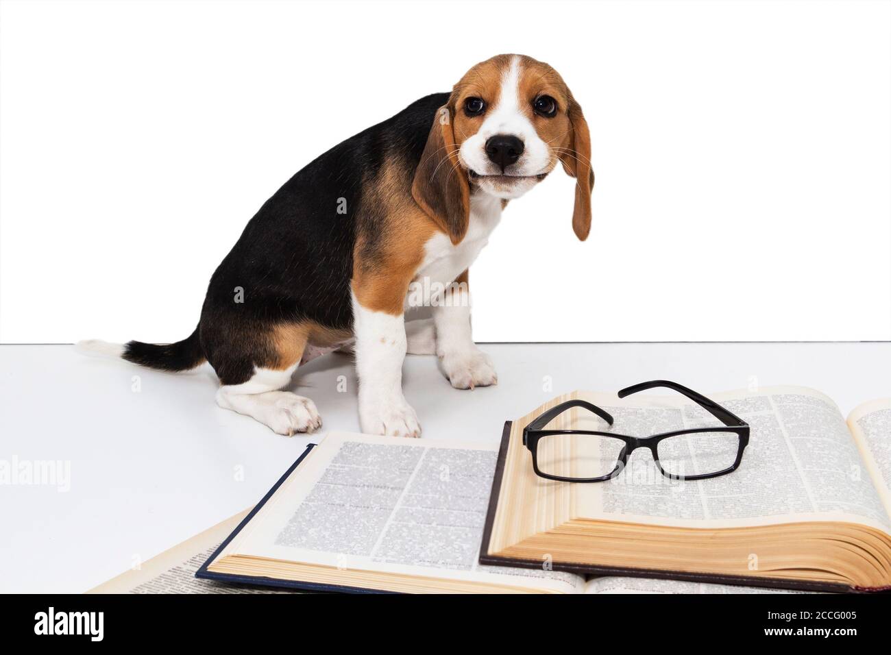 Mignon beagle chiot avec un livre et des lunettes. Banque D'Images