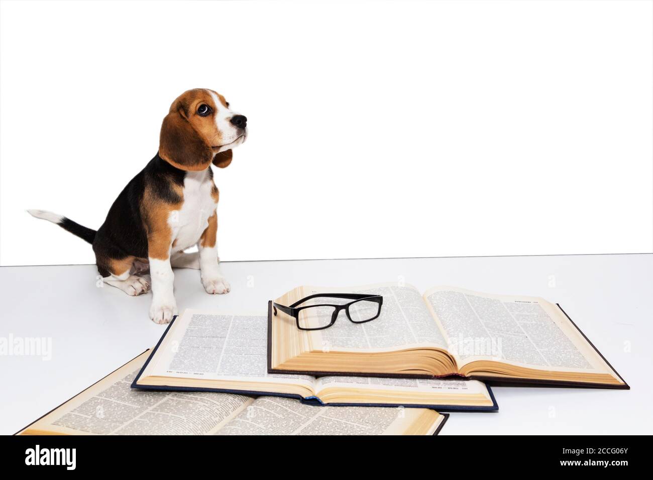 Mignon beagle chiot avec un livre et des lunettes. Banque D'Images