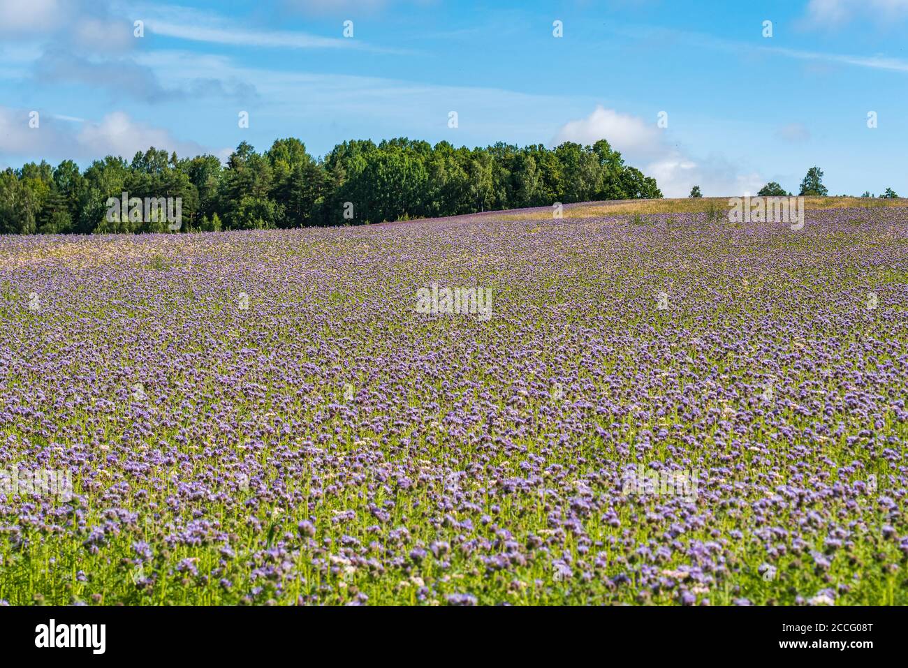 prairie au bord de la forêt pleine de petit les fleurs violettes forment un tapis naturel intéressant et un sol inégal et au sommet de la colline de touchin Banque D'Images