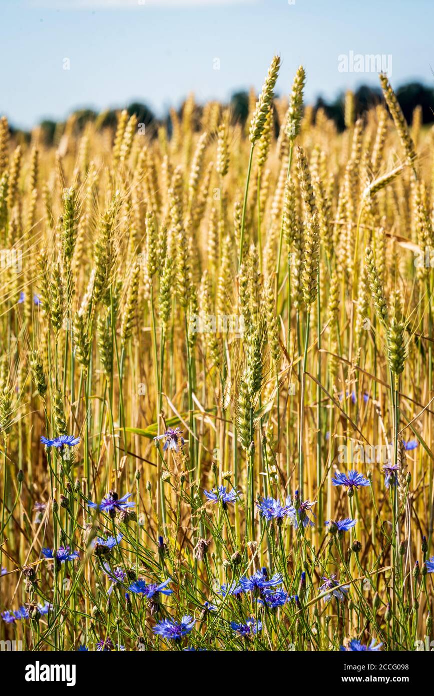 petites fleurs de maïs bleues à côté des oreilles de céréales, qui sont mûres pleines de graines et balancent dans les vents chauds d'été Banque D'Images