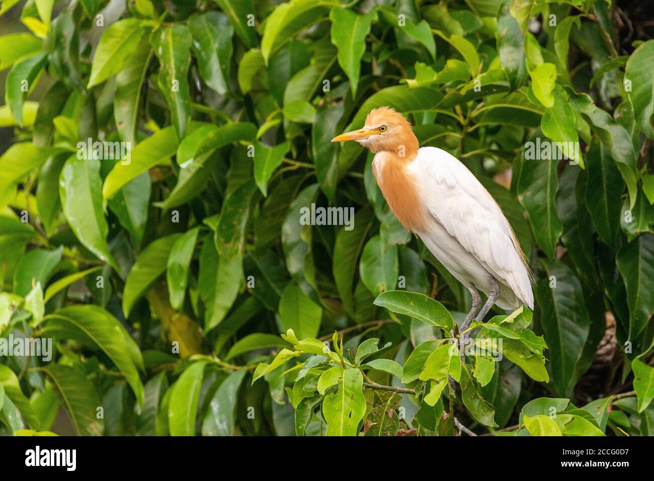 Le village de Petulu se trouve au nord d'Ubud. Au coucher du soleil tous les soirs, des troupeaux d'oiseaux de Kokokan (hérons) volent de toute l'île à la roost et Banque D'Images