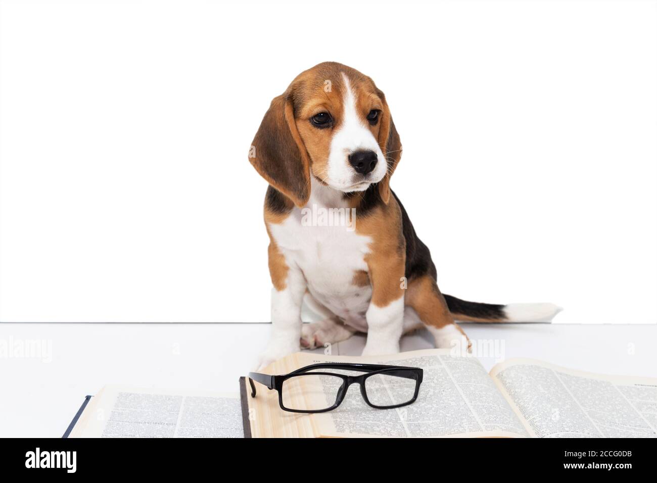 Mignon beagle chiot avec un livre et des lunettes. Banque D'Images