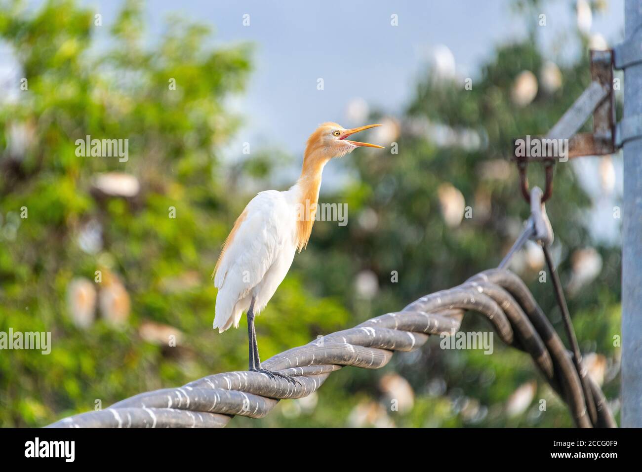 Le village de Petulu se trouve au nord d'Ubud. Au coucher du soleil tous les soirs, des troupeaux d'oiseaux de Kokokan (hérons) volent de toute l'île à la roost et Banque D'Images