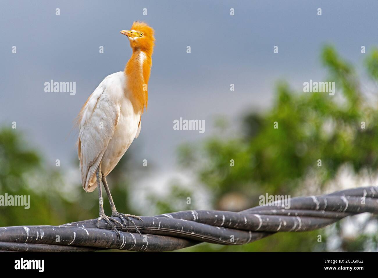 Le village de Petulu se trouve au nord d'Ubud. Au coucher du soleil tous les soirs, des troupeaux d'oiseaux de Kokokan (hérons) volent de toute l'île à la roost et Banque D'Images