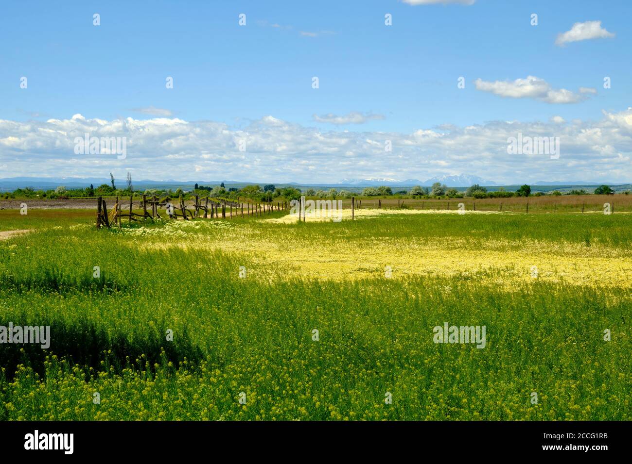 Paysage au lac Neusiedl près d'Illmitz dans le Parc National Neusiedler See, Burgenland, Autriche Banque D'Images