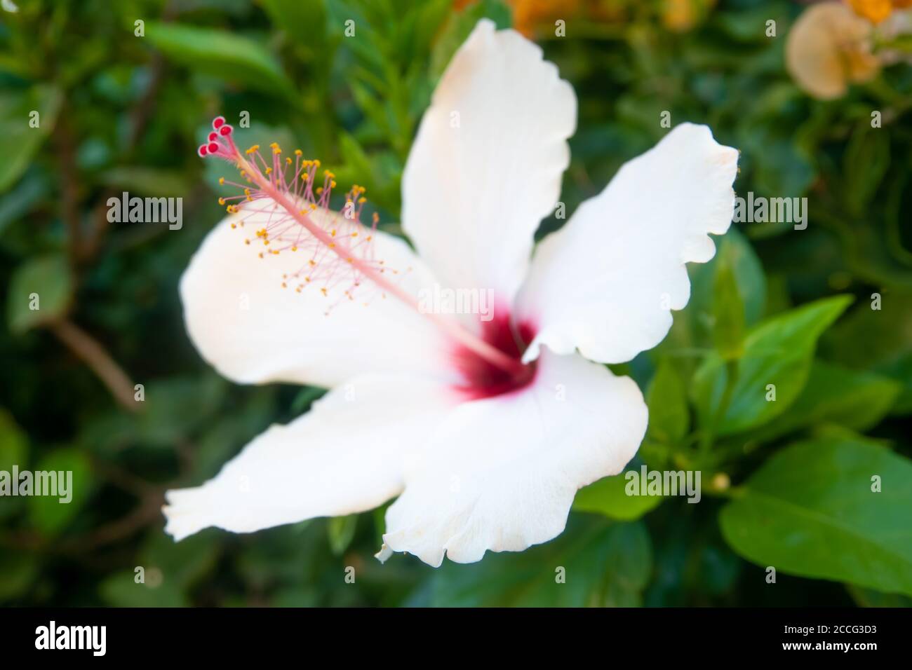 Grande fleur d'Habicus blanc et pétales avec feuilles vertes et Clôture blanche Banque D'Images