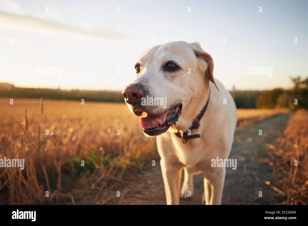 Vieux chien au coucher du soleil. Labrador retriever marchant sur le sentier. Banque D'Images